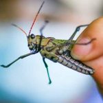 Guatemala declara emergencia sanitaria por incremento de langosta voladora guatemala