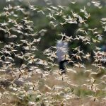 India: Cacerolazos, medida para espantar la plaga de Langostas nicaragua