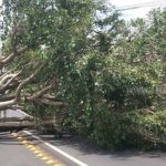Carazo: árbol de Laurel se desploma debido a fuertes vientos carazo