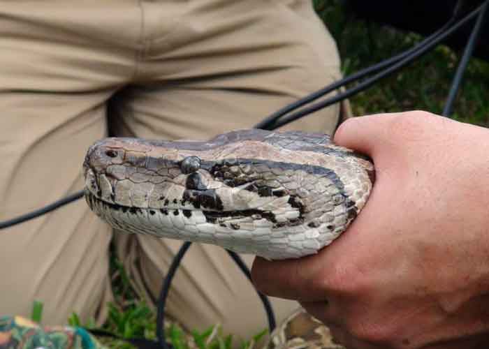 lavadora-piton estados unidos