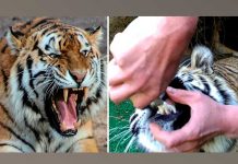 Veterinario entra a un recinto de tigre, para sacarle un colmillo veterinario