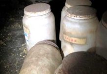 EE.UU: Hallan frascos con lenguas humanas en sótano de una casa estados unidos