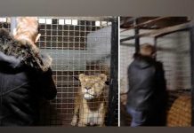 Cuidador ingresa a jaula de feroces leones y lo que hace sorprende a miles (VIDEO) cuidador
