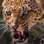 Un leopardo se come a un niño y hiere de gravedad a otro en India nicaragua