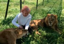 Una turista ingresó al hábitat de unos leones y esta fue su reacción turista