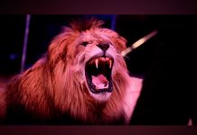 Enfurecido león ataca a domador de un circo, mira lo que ocurre después enfurecido