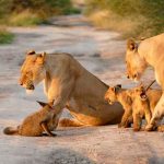 Asesinan a familia de leones para usarlos en ritual de hechicería africa