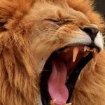 Un león mata a una persona cerca a Parque Nacional de Nairobi kenia