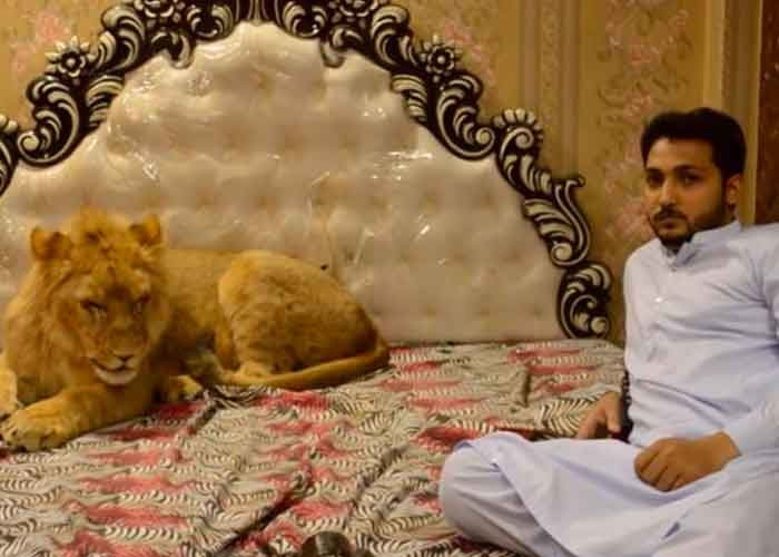 ¡Tiene su propia cama! Hombre tiene un león como mascota pakistan