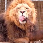 Graban conmovedora historia de un león lamiendo a perro salchicha graban