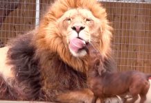 Graban conmovedora historia de un león lamiendo a perro salchicha graban