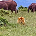Cazador cazado: Termina aplastado por un elefante y devorado por leones cazador furtivo