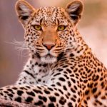 Pobladores de la India aterrorizados por un leopardo habitantes