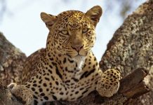 «Encuentra al leopardo», el reto viral que enloquece las redes sociales twitter