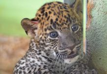 La foto viral del leopardo invisible que vuelve loca las redes rusia