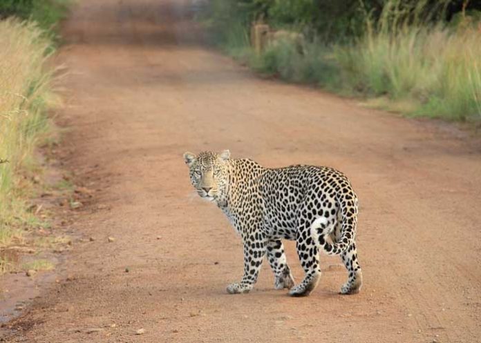 leopardo_EeXAuYn india