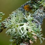 Tras la extinción de los dinosaurios la Tierra fue habitada por líquenes tras