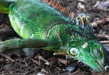 Ola de frío en Florida causa una «lluvia de iguanas» congeladas estados unidos