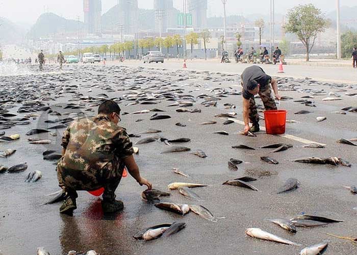 lluvia-de-peces lluvia de peces