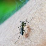 Aumenta a 12 los fallecidos por dengue en Honduras 12 muertos