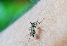 Aumenta a 12 los fallecidos por dengue en Honduras 12 muertos