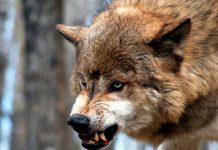 Gran Bretaña: Pánico en las calles por peligroso lobo suelto