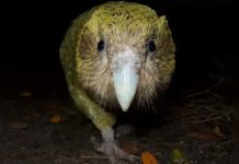 El loro más gordo del mundo podría ser exterminado y no por el hombre mundo animal