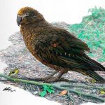 heracles inexpectatus