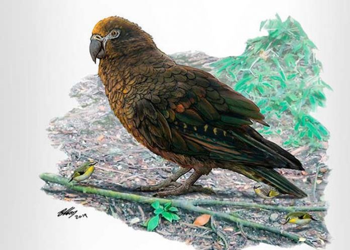 loro-2_989PhtM heracles inexpectatus