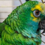 Insólito: Loro adicto a papas fritas «se pone fit» y logra volar reino unido