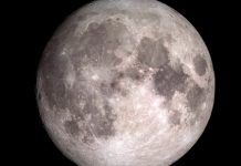 Cultivarán plantas y gusanos de seda en la Luna china