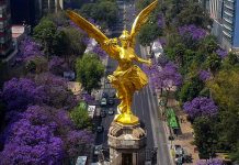 México recibe la primavera con sus árboles de color morado (FOTOS) mexico
