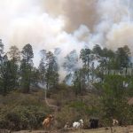 Autoridades logran extinguir incendios forestales en Macuelizo nicaragua