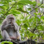 Un mono es brutalmente golpeado por su manada por no tener una erección mono golpeado salvajemente