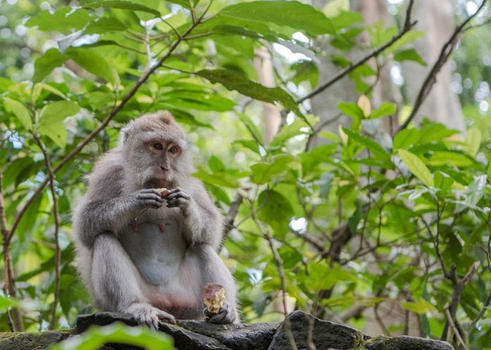 mono golpeado salvajemente
