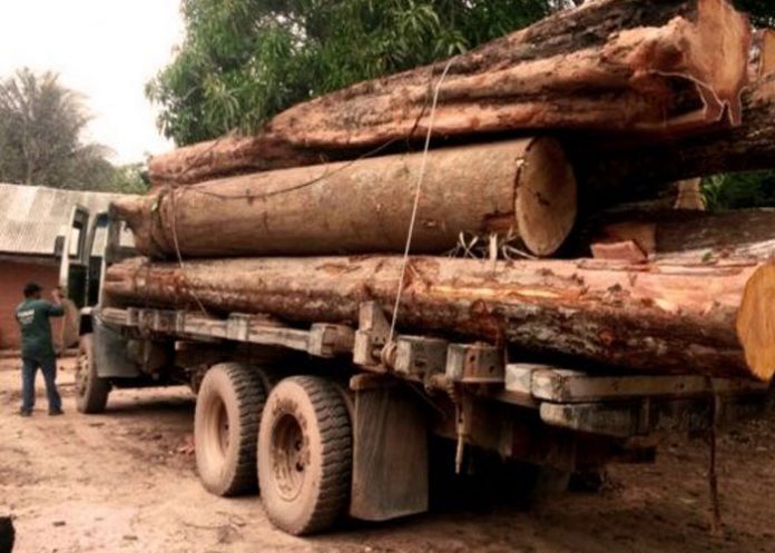 madera_cM8D0Cp mafia maderera