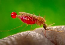 Estados Unidos: Expertos crean un nuevo tratamiento contra la malaria estados unidos