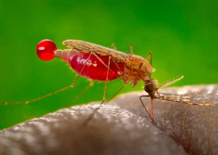 malaria-tratamiento estados unidos