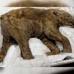 Japoneses y rusos «reviven» genes del mamut «Yuka» mamut