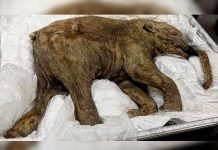 Japoneses y rusos «reviven» genes del mamut «Yuka» mamut
