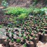 nicaragua, managua, jóvenes, plantas,