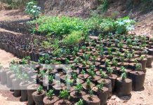 Jóvenes de Managua colaboran en sembrar plantas nicaragua, managua, jóvenes, plantas,