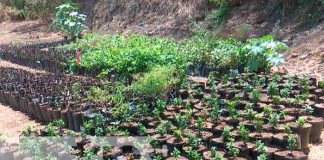 nicaragua, managua, jóvenes, plantas,