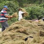 Estelí es el mayor productor de manzanilla para el mercado nacional nicaragua