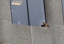 VIDEO: ¿Por qué este mapache es tendencia mundial en las redes? eeuu
