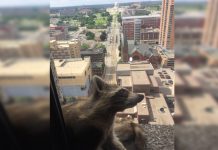 ¿Por qué este mapache se ha hecho viral en EEUU? mineesota
