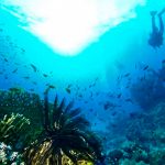 Descubren restos de un barco del siglo XVIII en el Mar Rojo mar rojo