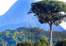 Fondo Nacional de Desarrollo Forestal de la mano con los productores nicaragua