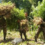 Destruyen 12 mil plantas de marihuana en Jinotega nicaragua