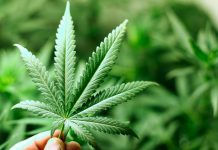 Cannabis: borrado como «sustancia dañina» por la OMS